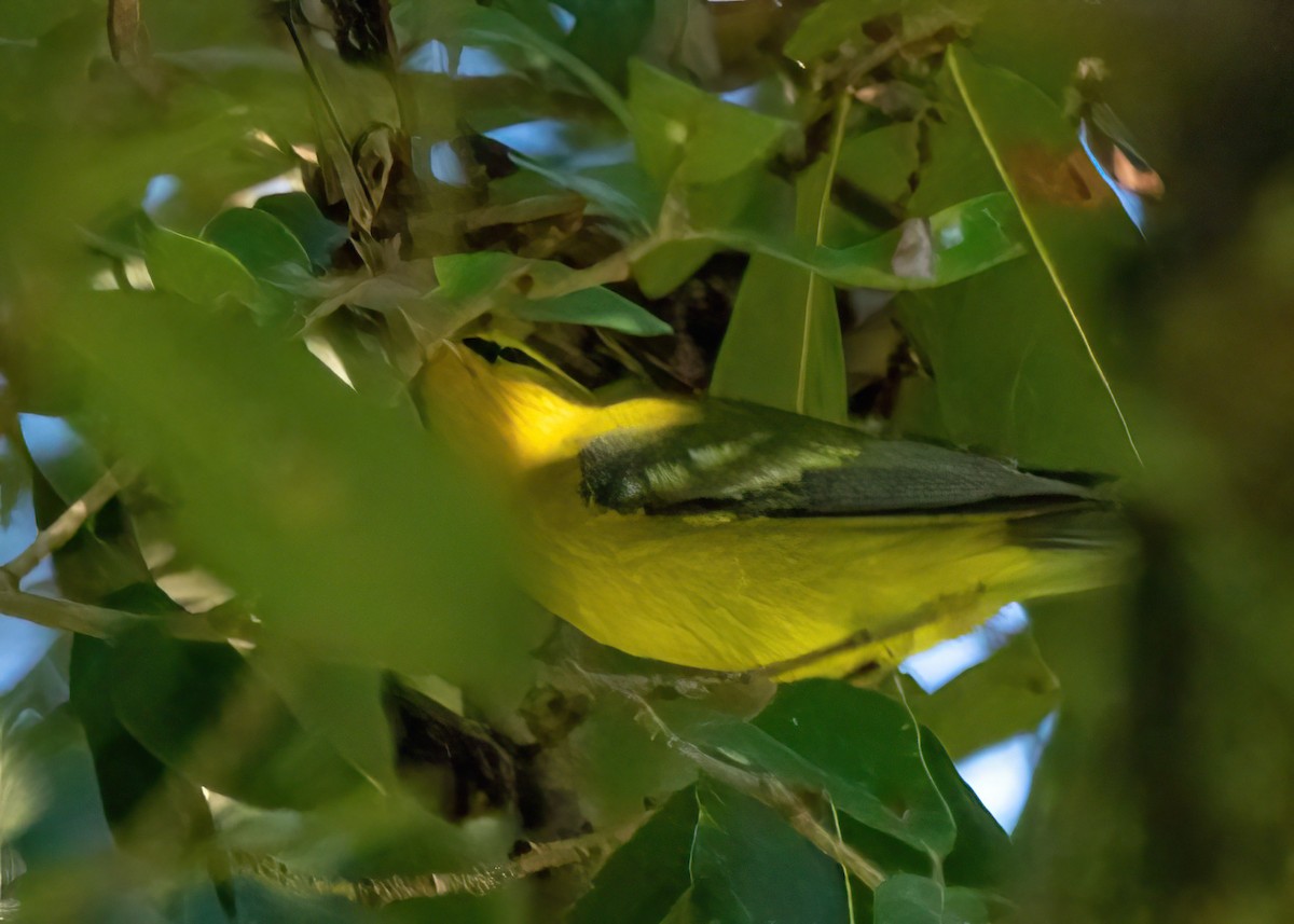Blue-winged Warbler - ML642636158
