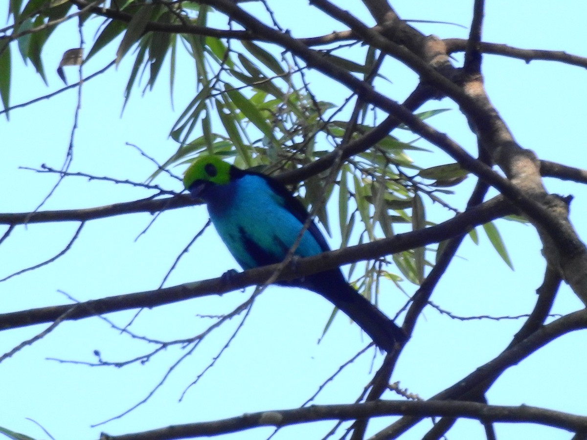 Paradise Tanager - ML642636175