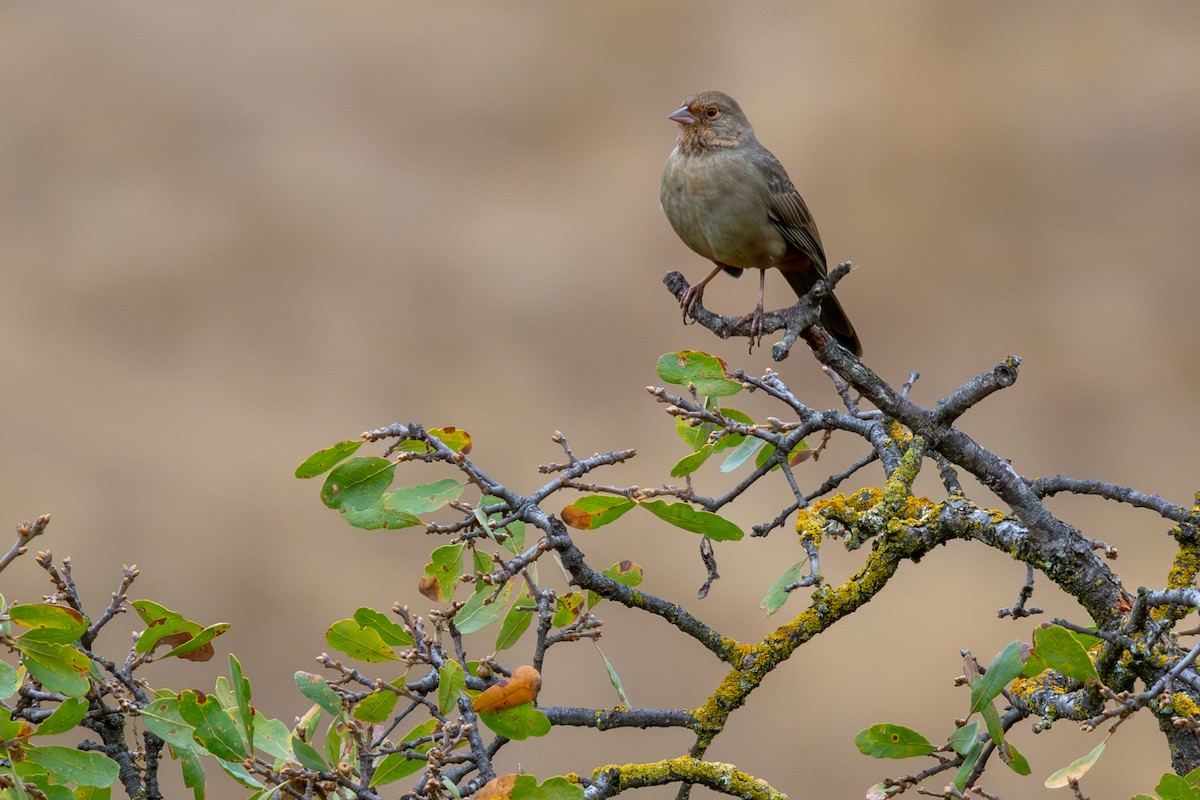 California Towhee - ML642636192