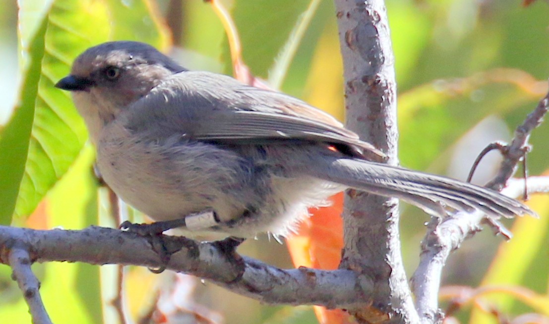 Bushtit - ML642636194