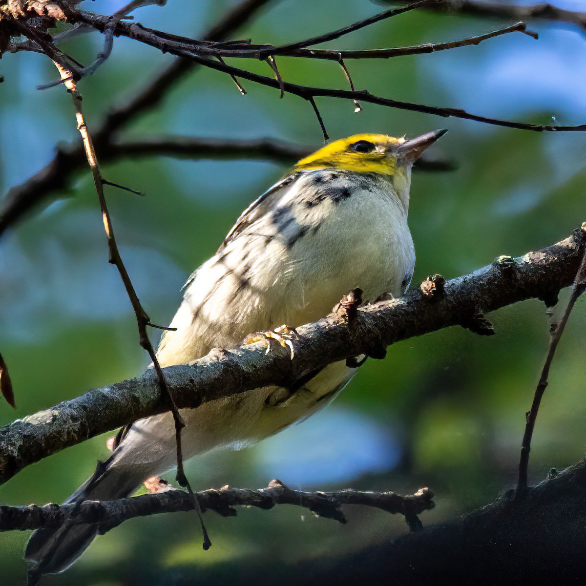 Black-throated Green Warbler - ML642636201