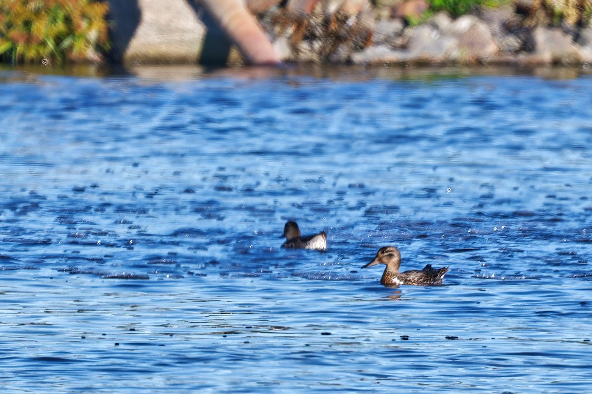 Mallard - ML642636206