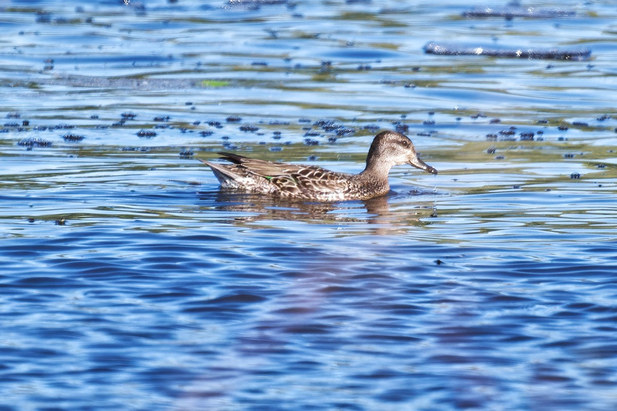 Green-winged Teal - ML642636214