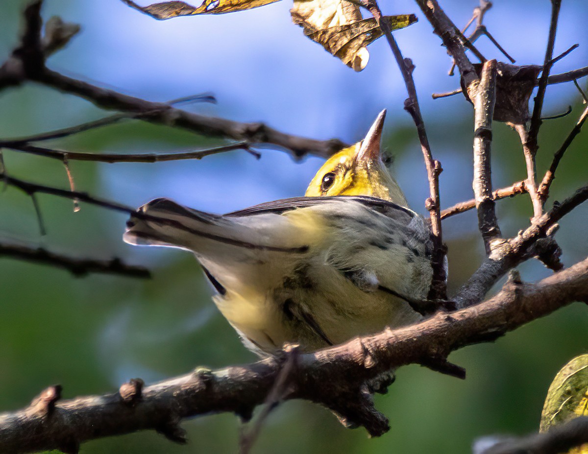 Black-throated Green Warbler - ML642636217