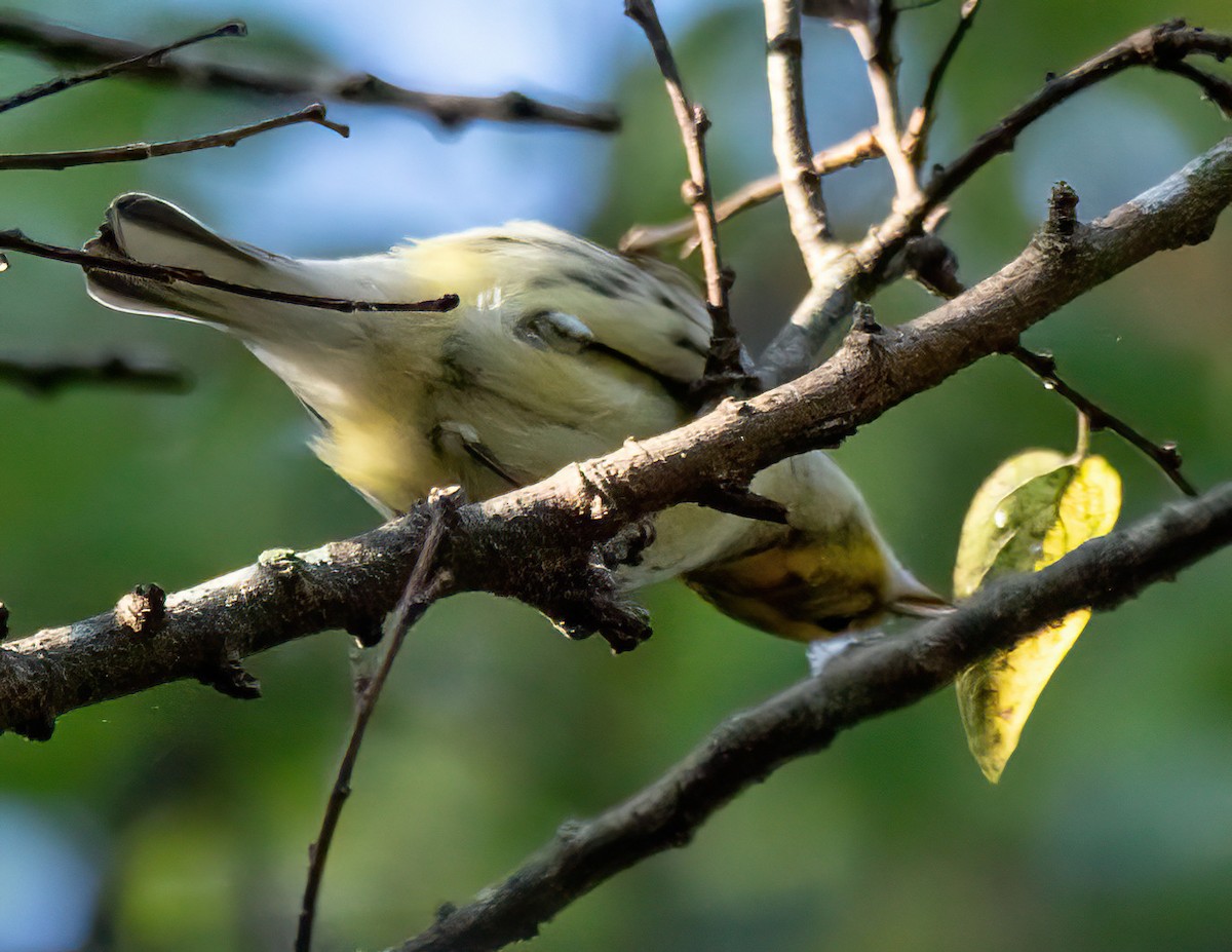 Black-throated Green Warbler - ML642636219