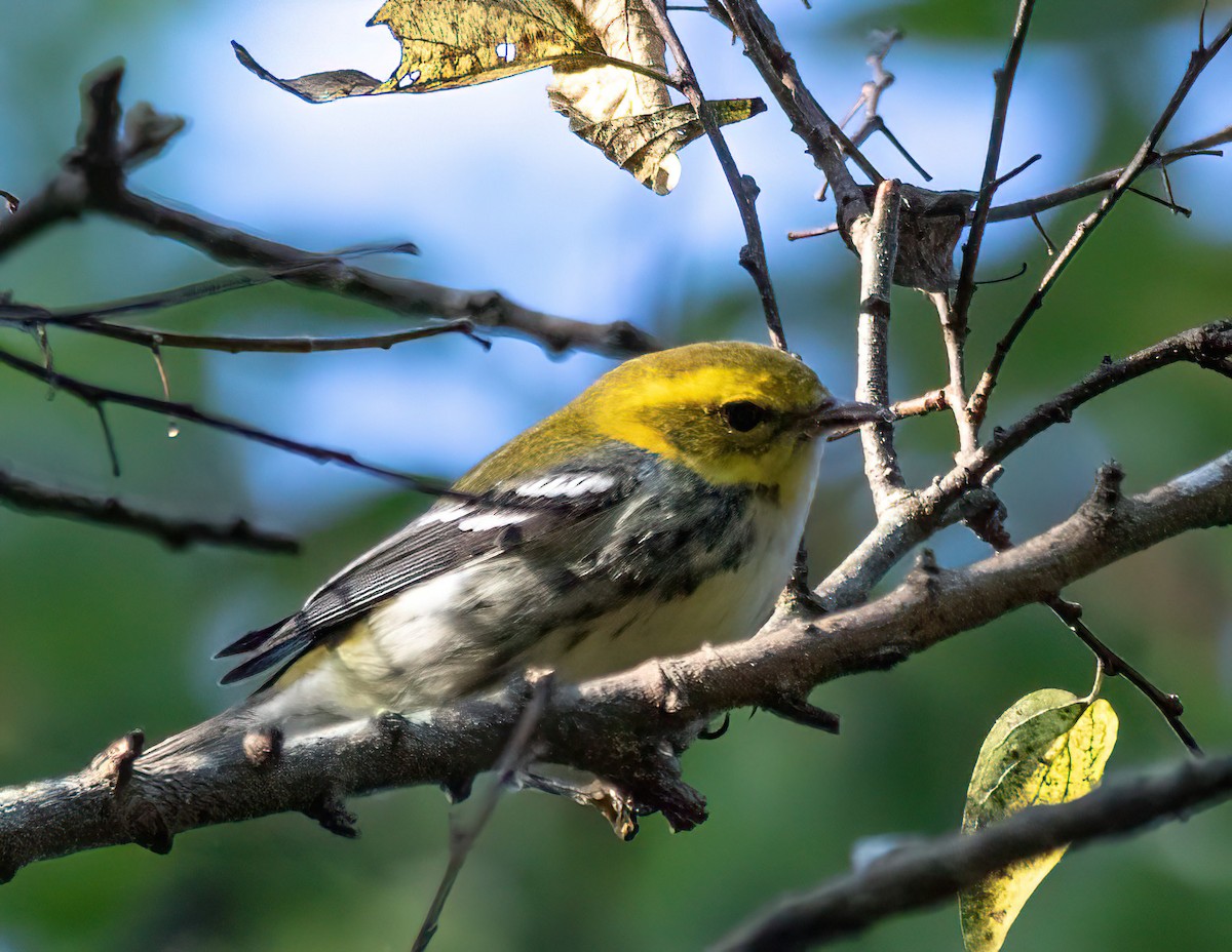 Black-throated Green Warbler - ML642636223