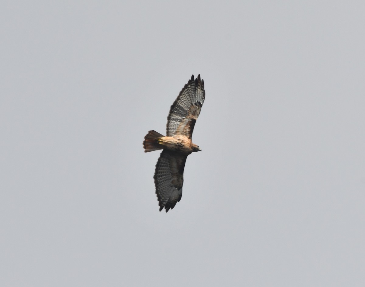 Red-tailed Hawk (calurus/alascensis) - ML642636224