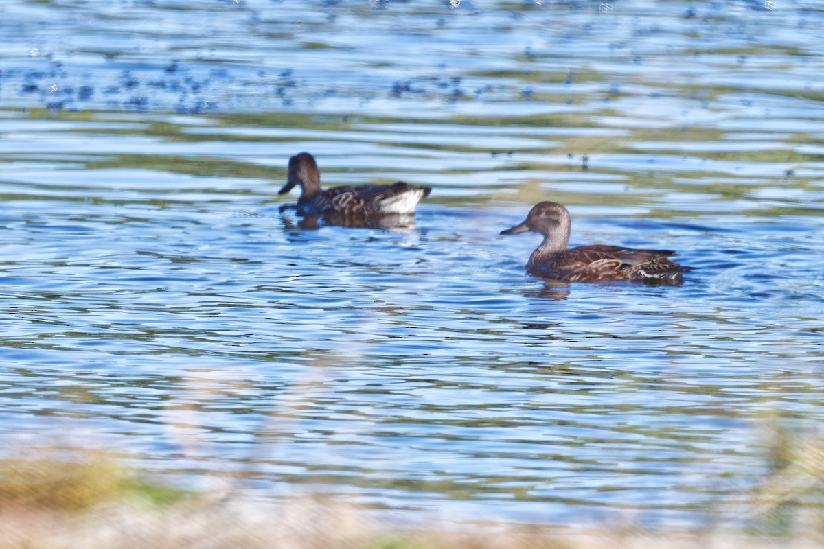 Green-winged Teal - ML642636226
