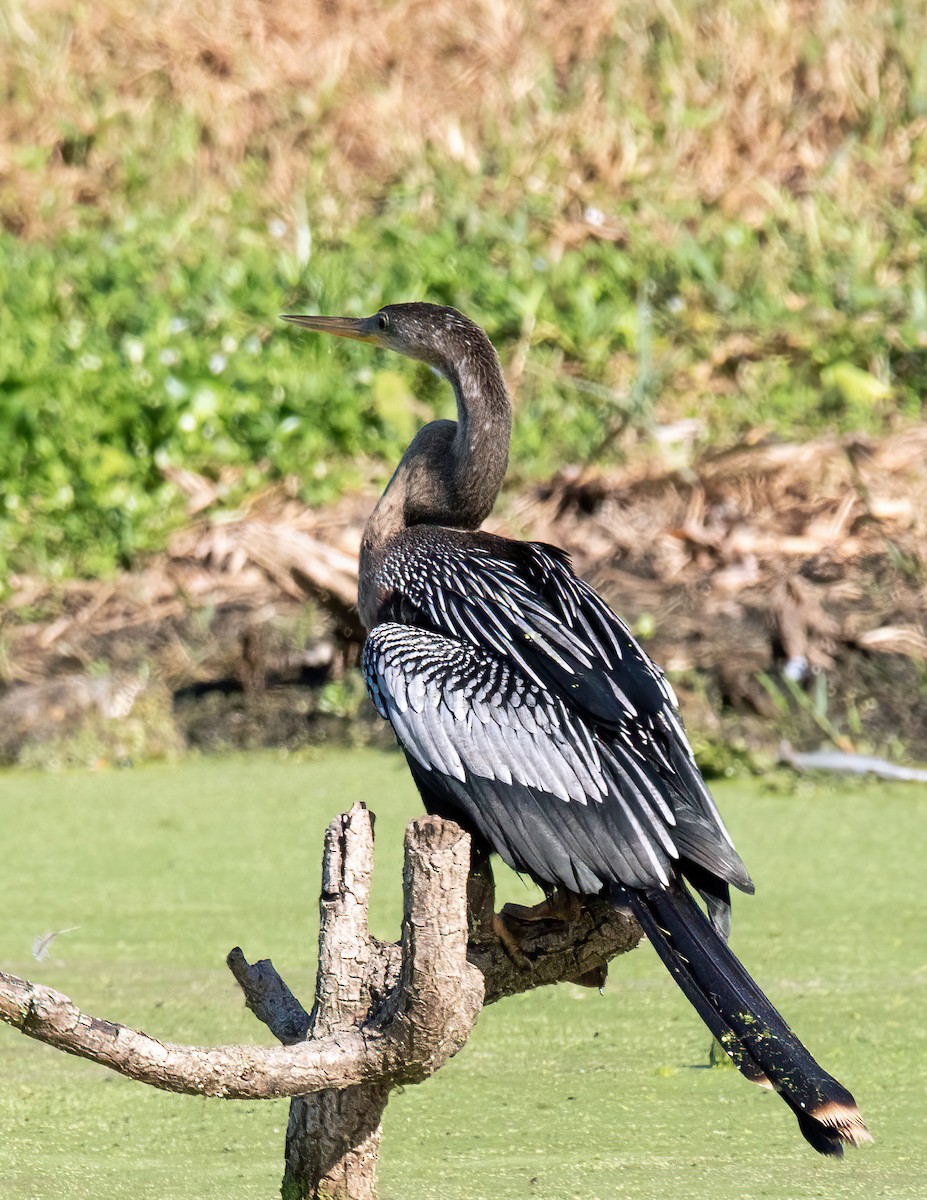 Anhinga - ML642636249