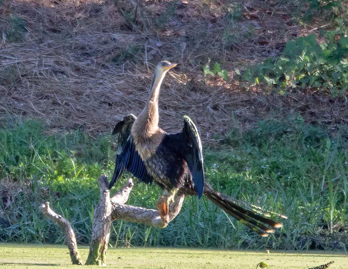 Anhinga - ML642636257