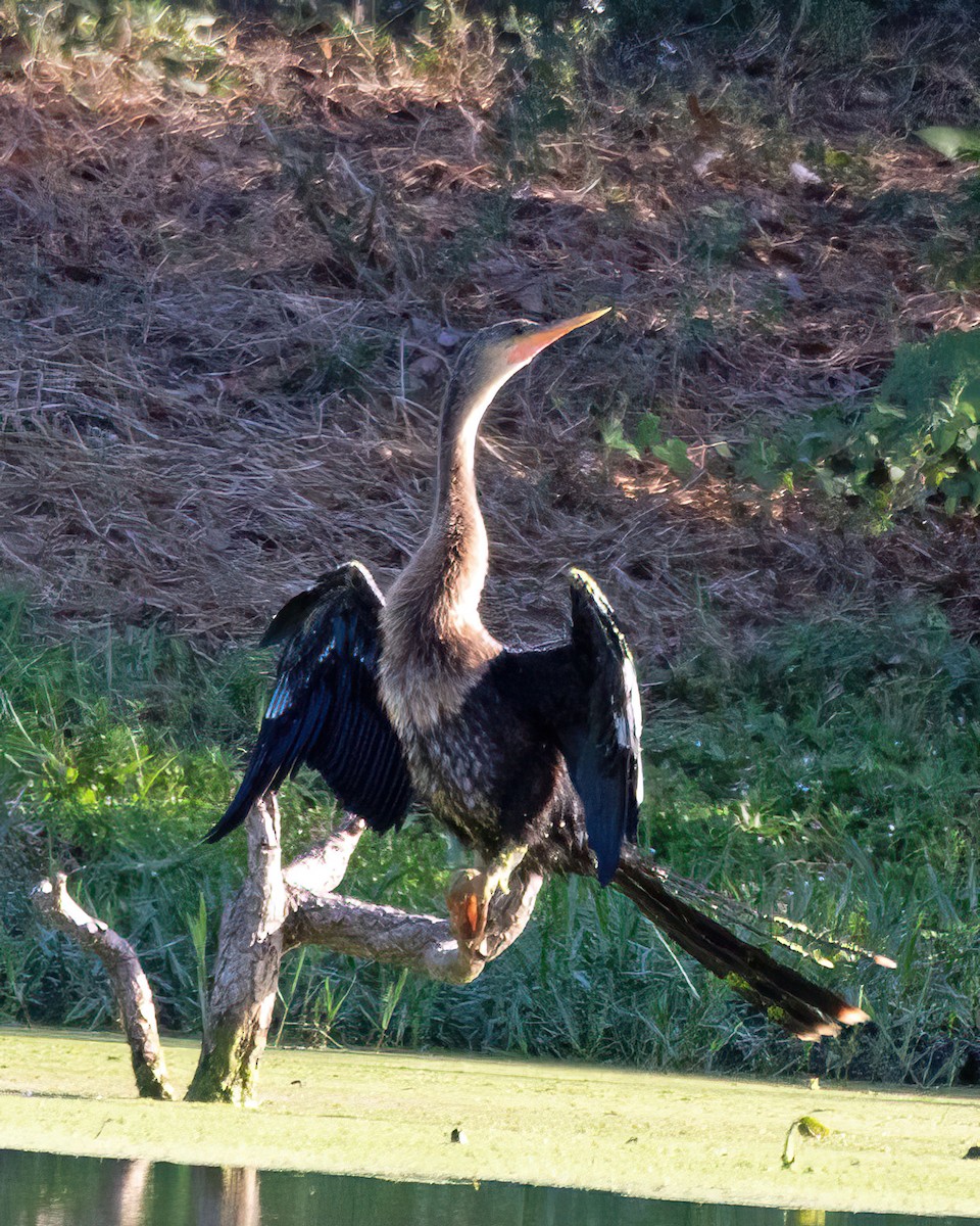 Anhinga - ML642636259
