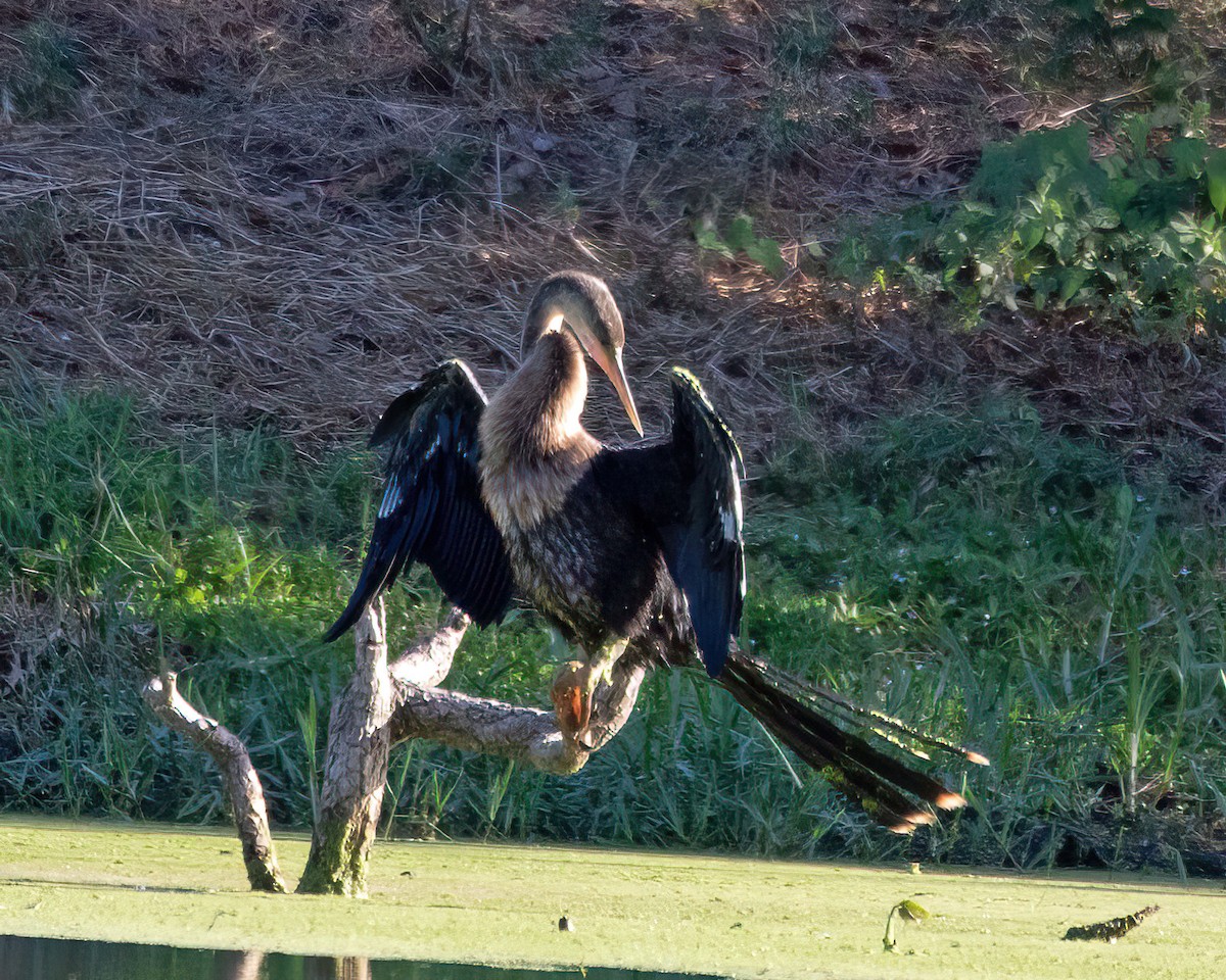 Anhinga - ML642636260