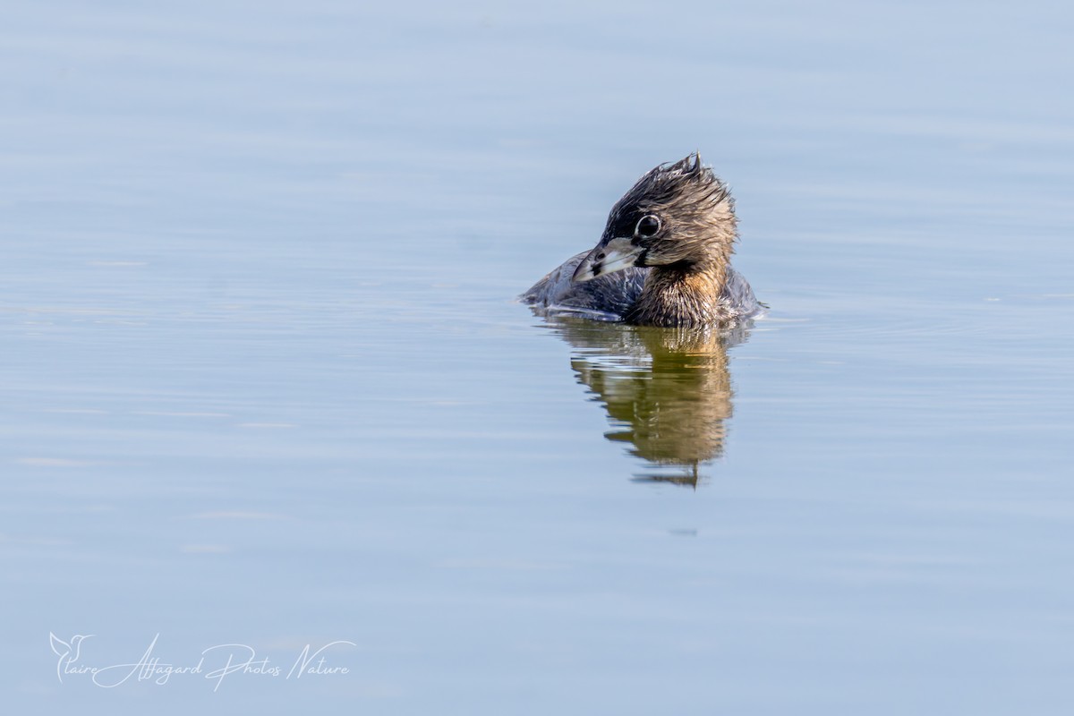 Pied-billed Grebe - ML642636278