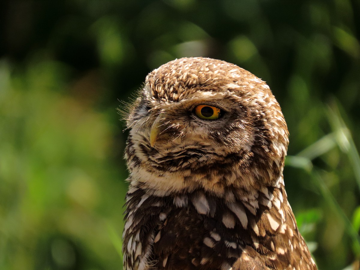 Burrowing Owl - ML642636280
