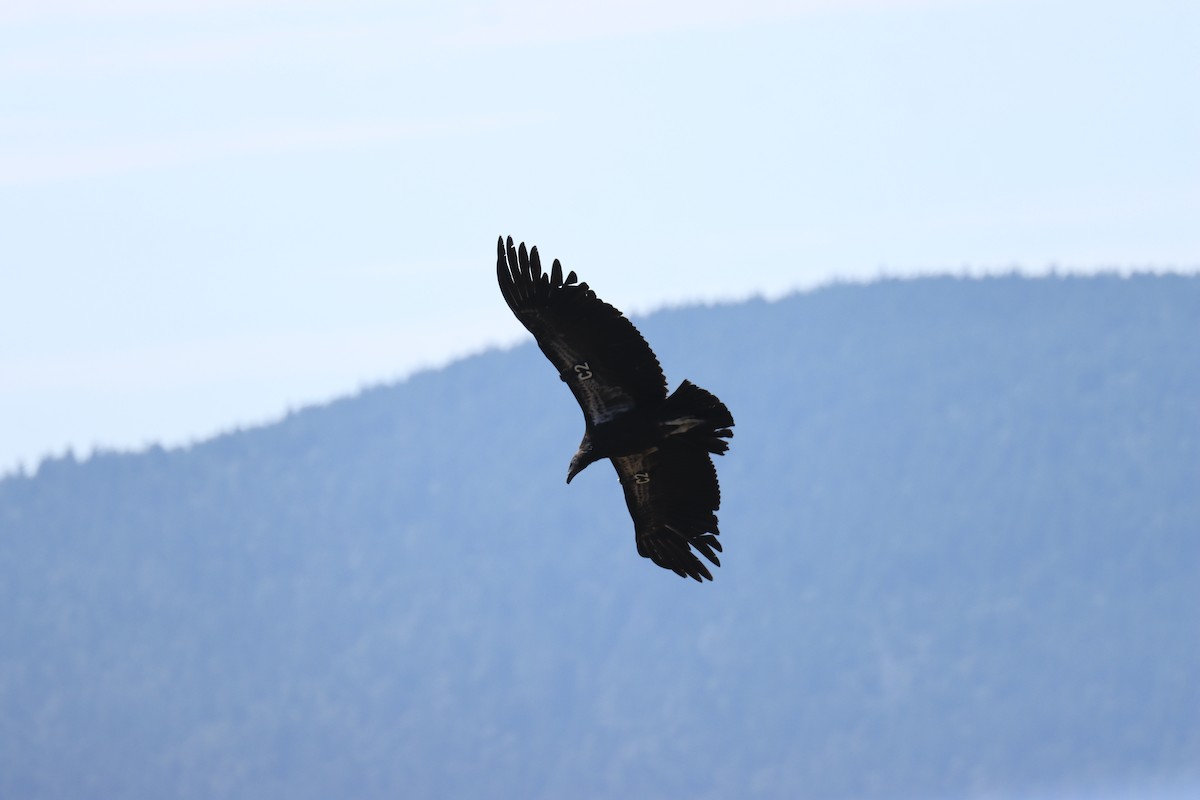 California Condor - ML642636283