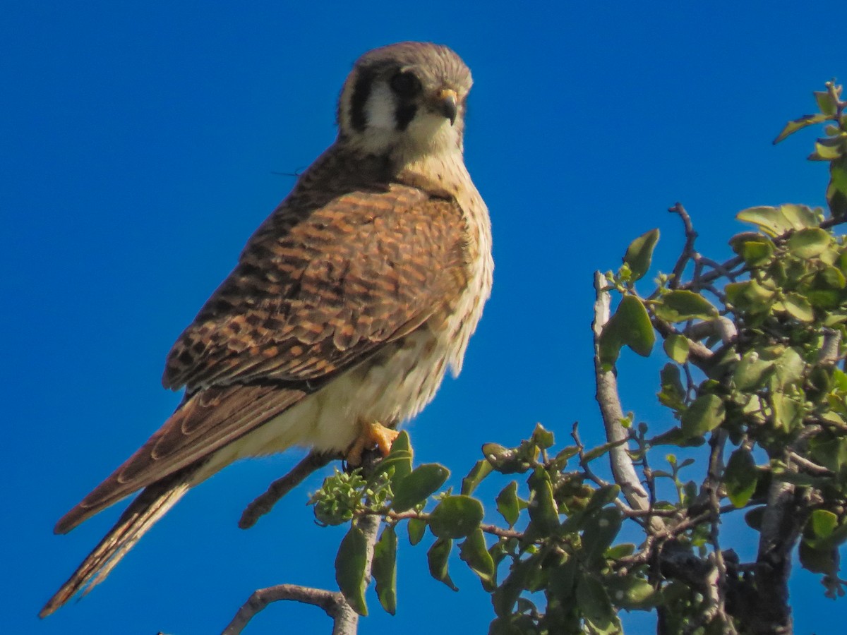 American Kestrel - ML642636284