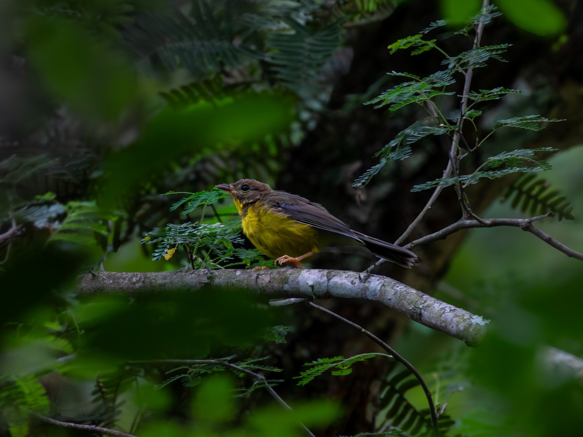 Golden-crowned Warbler - ML642636290