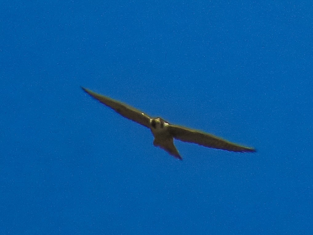 Эгэл шонхор - ML642636291