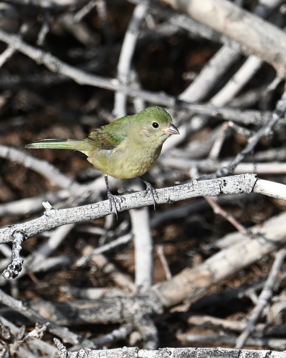 Painted Bunting - ML642636304