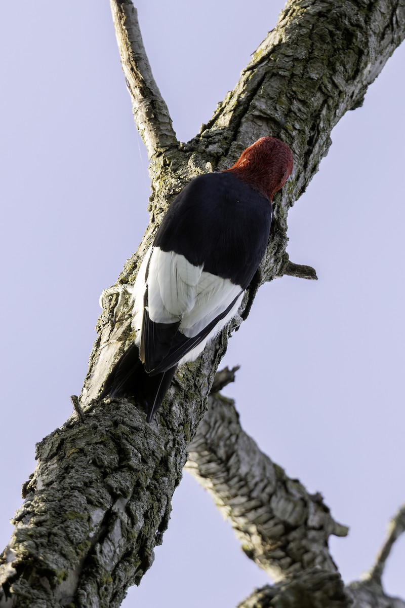 datel červenohlavý - ML642636307