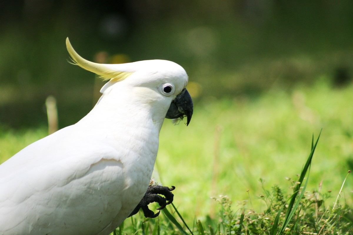 Sulphur-crested Cockatoo - ML642636311