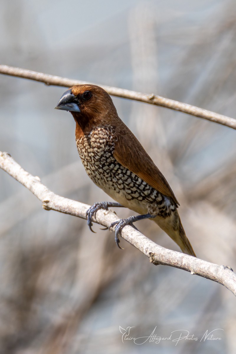 Scaly-breasted Munia - ML642636317