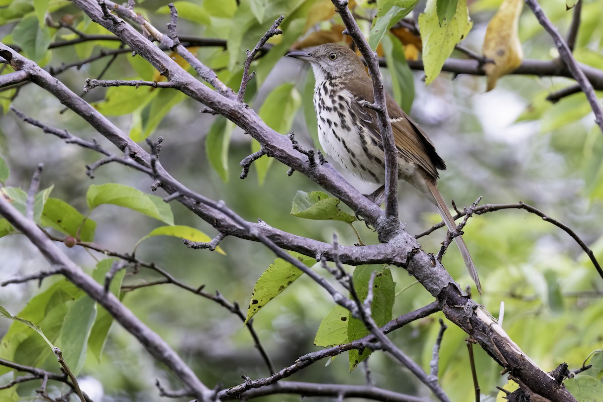 drozdec hnědý - ML642636318