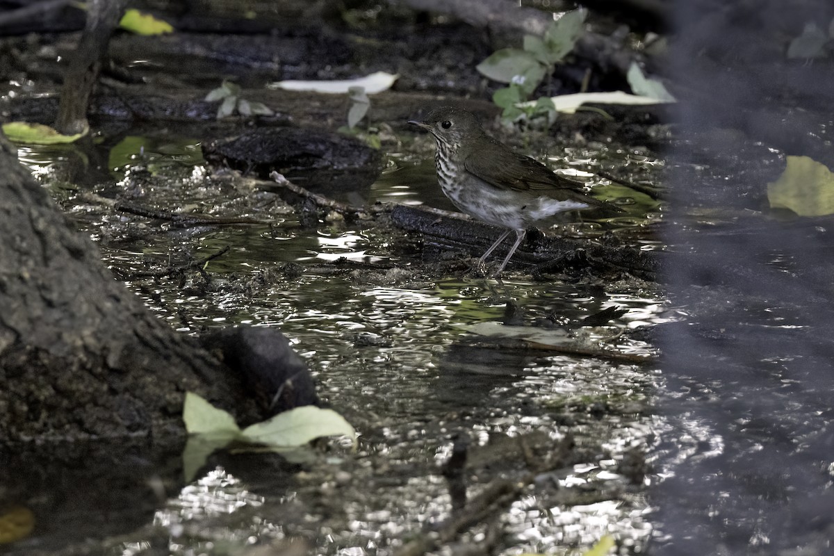 Gray-cheeked Thrush - ML642636321