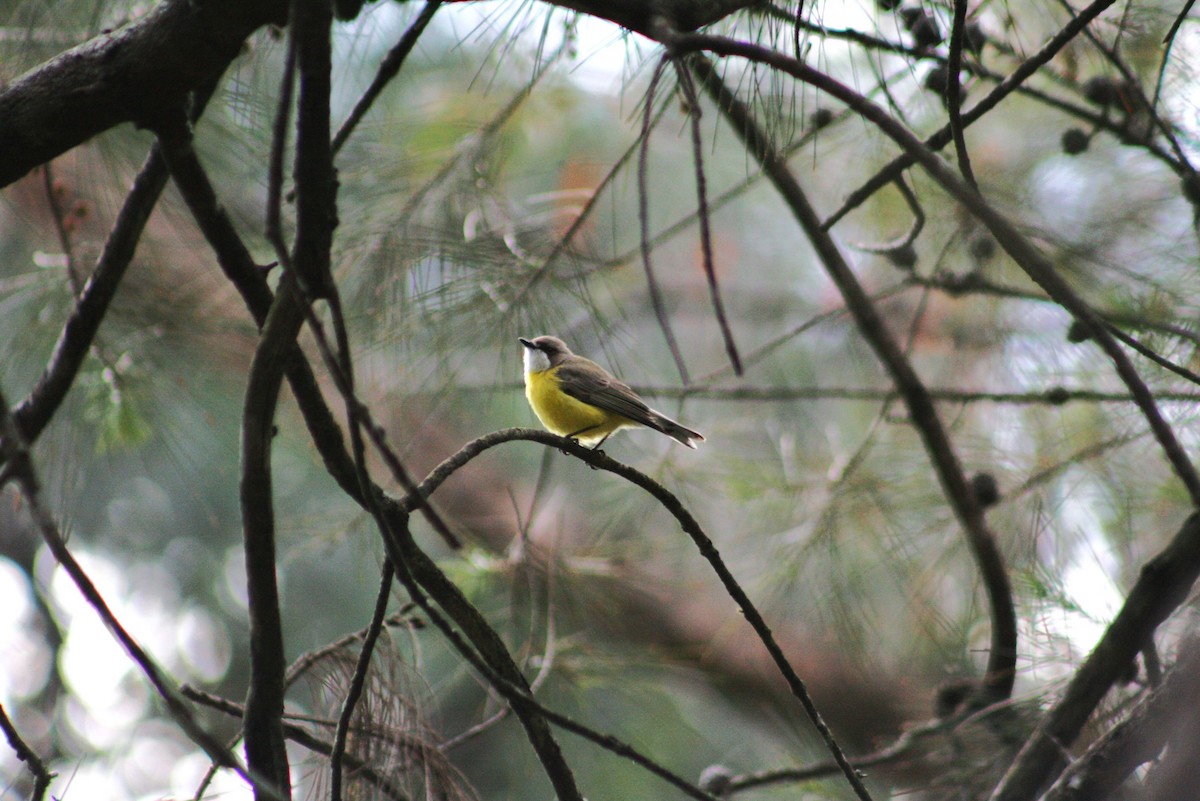 White-throated Gerygone - ML642636326