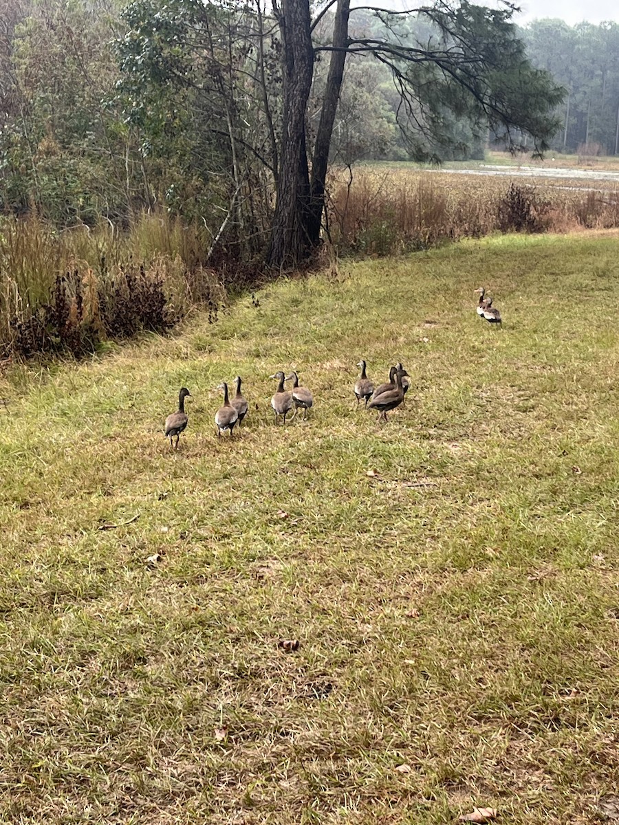 Black-bellied Whistling-Duck - ML642636335