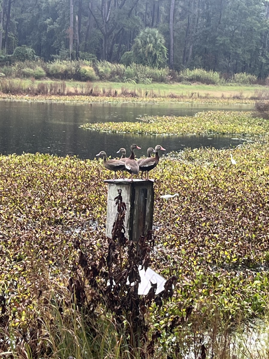 Black-bellied Whistling-Duck - ML642636336