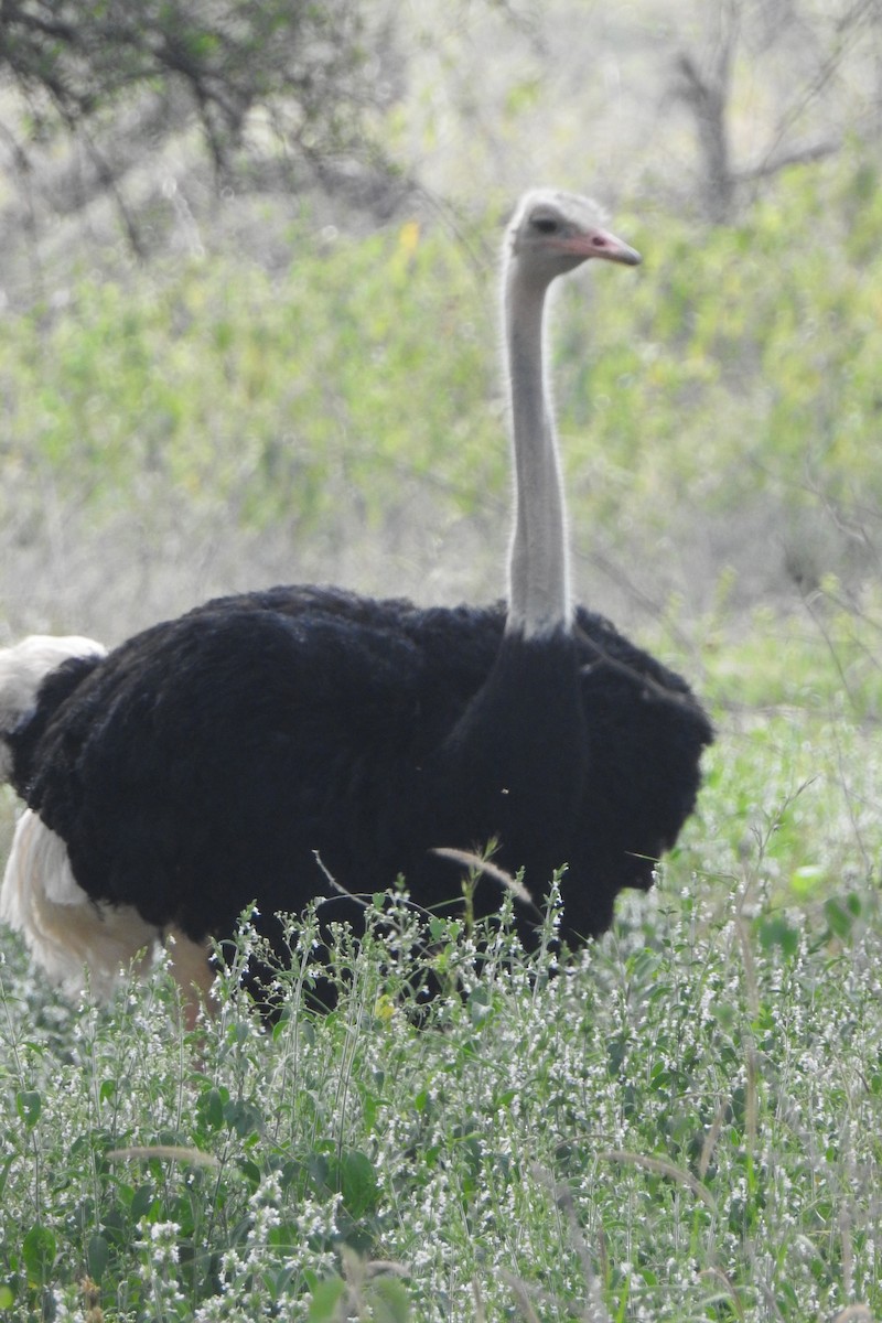 Somali Ostrich - ML642636337