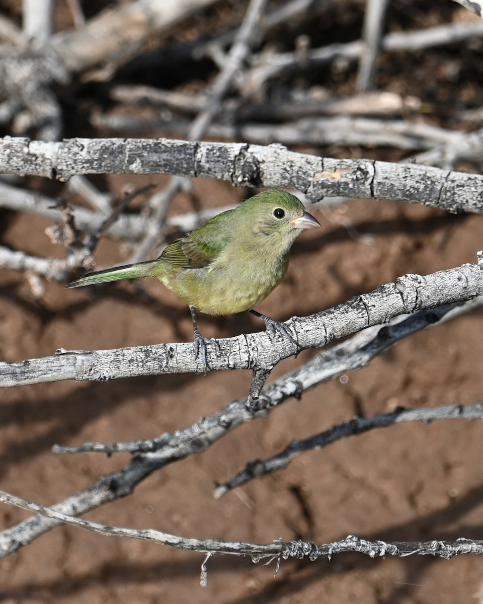 Painted Bunting - ML642636339