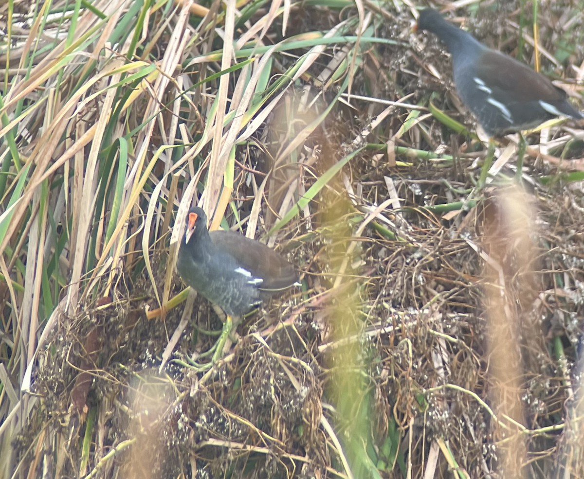Common Gallinule - ML642636345