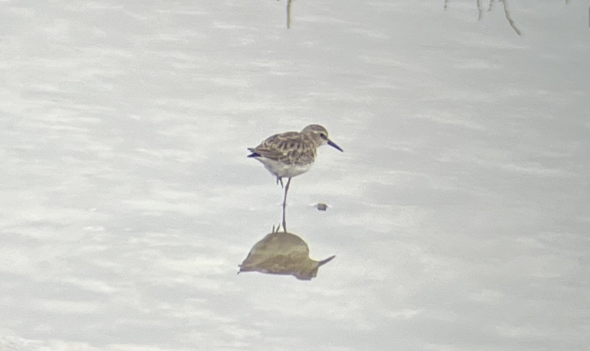 Least Sandpiper - ML642636353