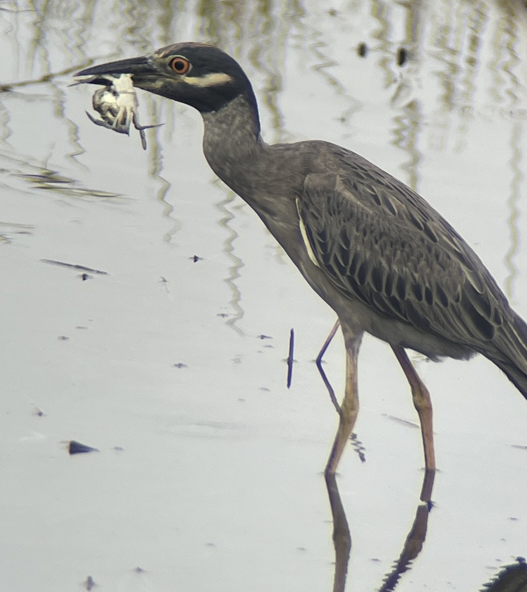 Yellow-crowned Night Heron - ML642636365