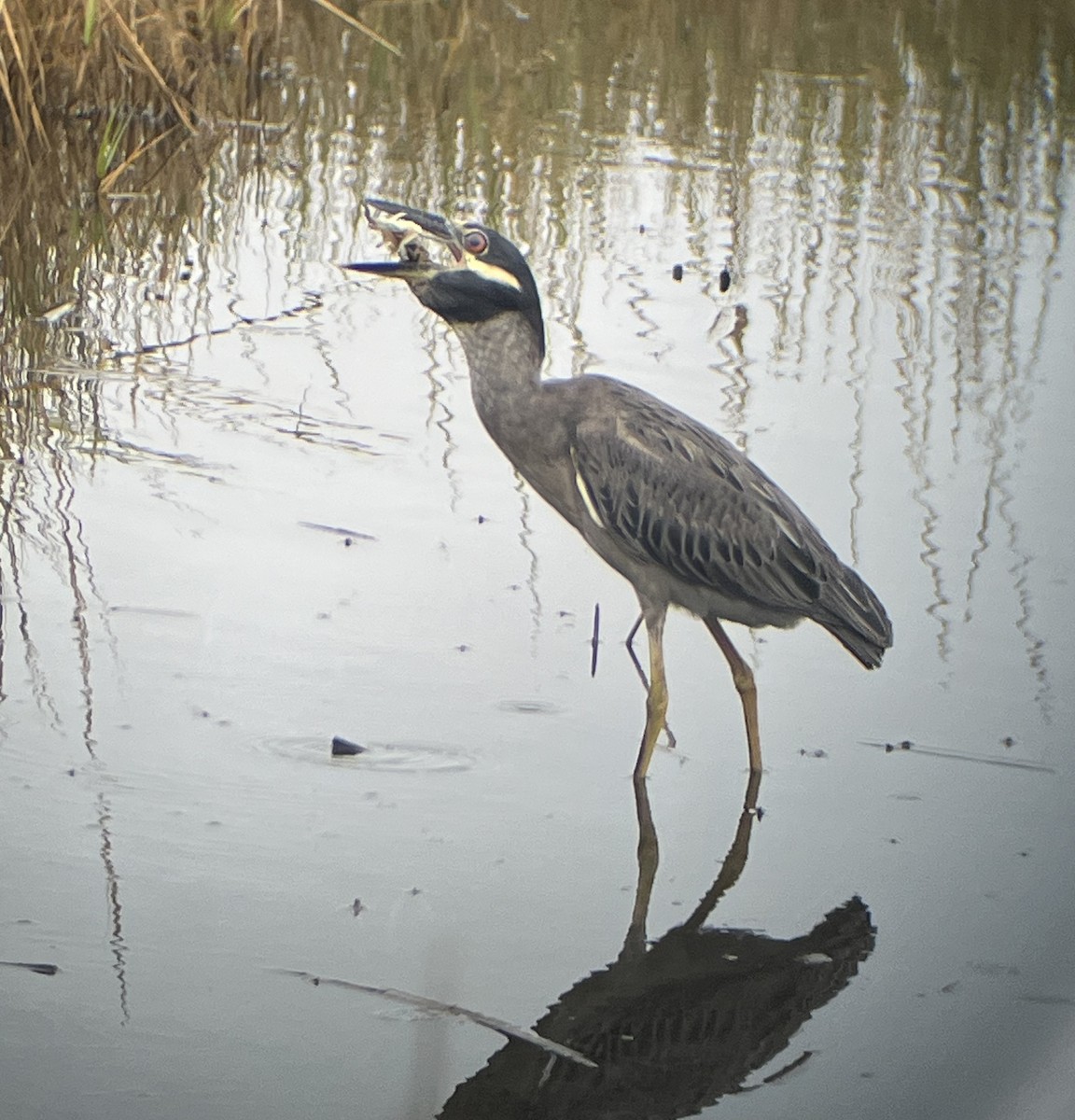 Yellow-crowned Night Heron - ML642636366