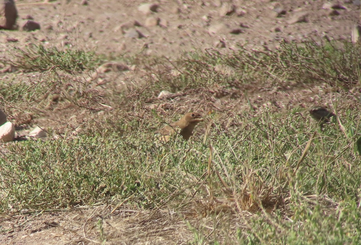 Indigo Bunting - ML642636376