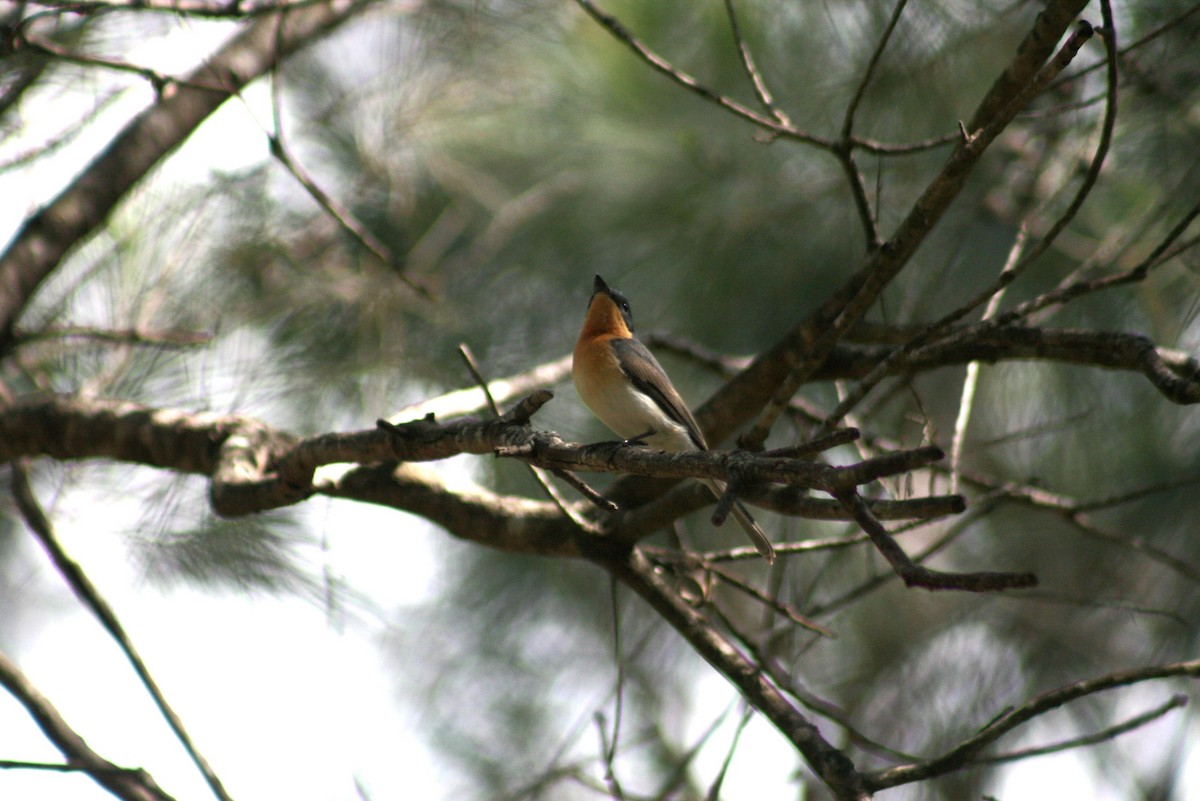 Leaden Flycatcher - ML642636377