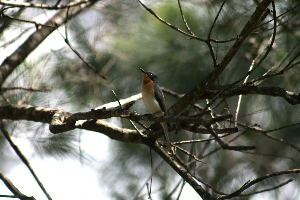 Leaden Flycatcher - ML642636378