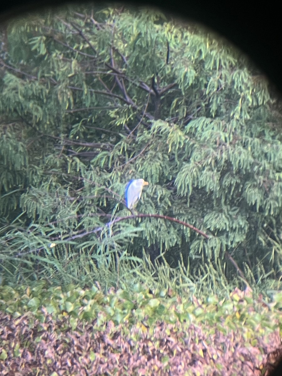 Western Cattle-Egret - ML642636389
