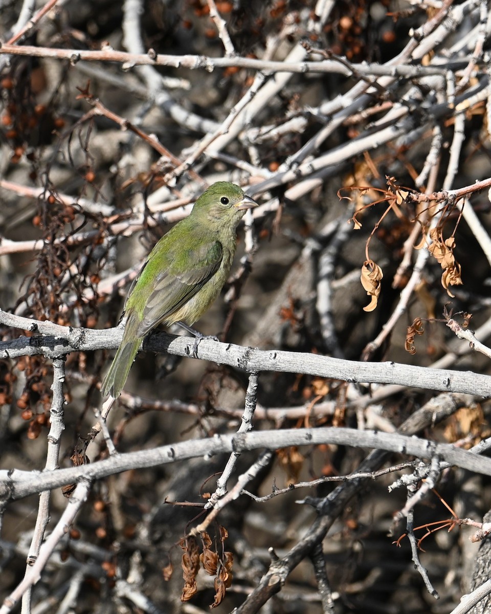 Painted Bunting - ML642636407