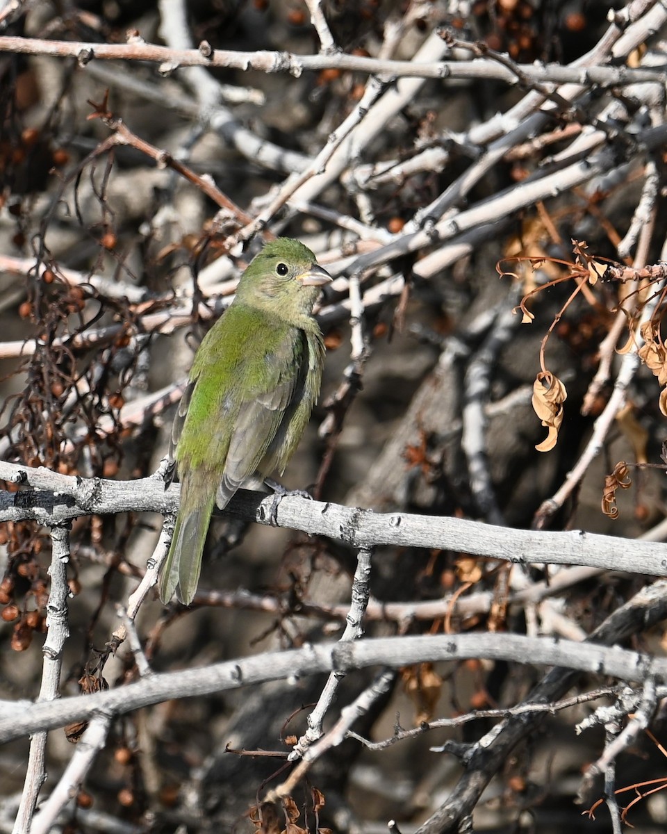 Painted Bunting - ML642636424