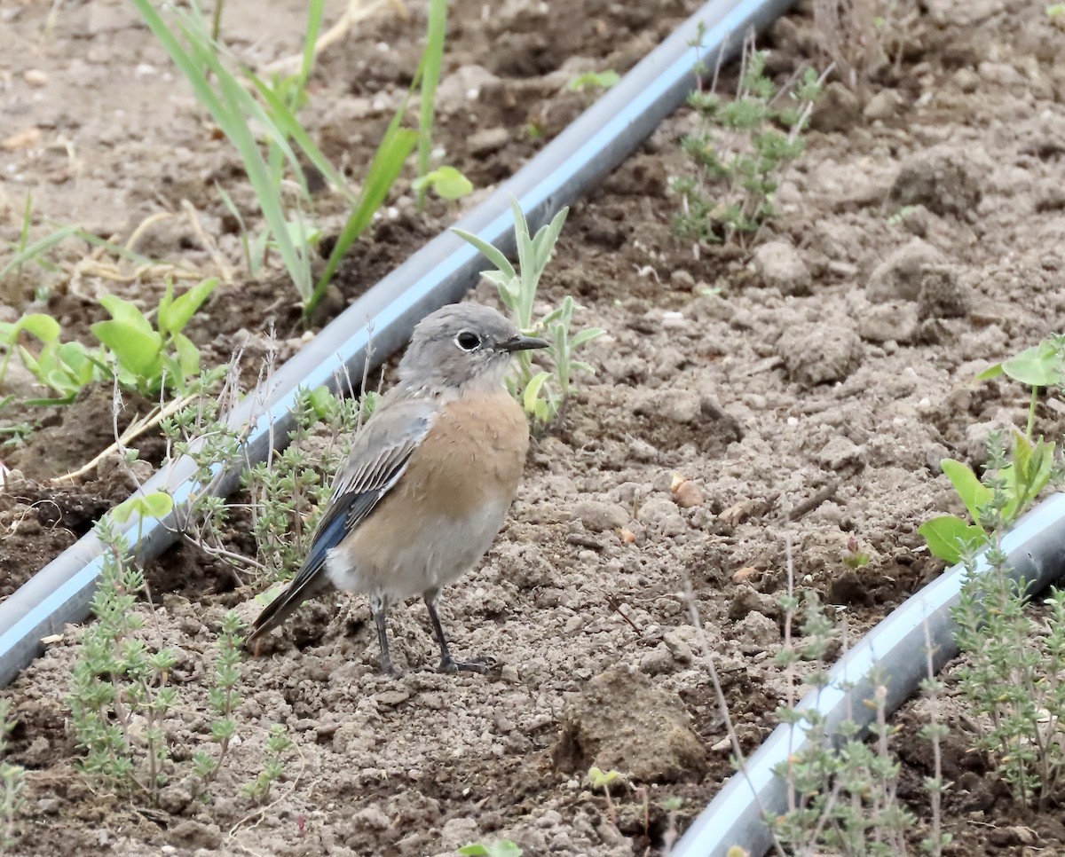 Western Bluebird - ML642636430