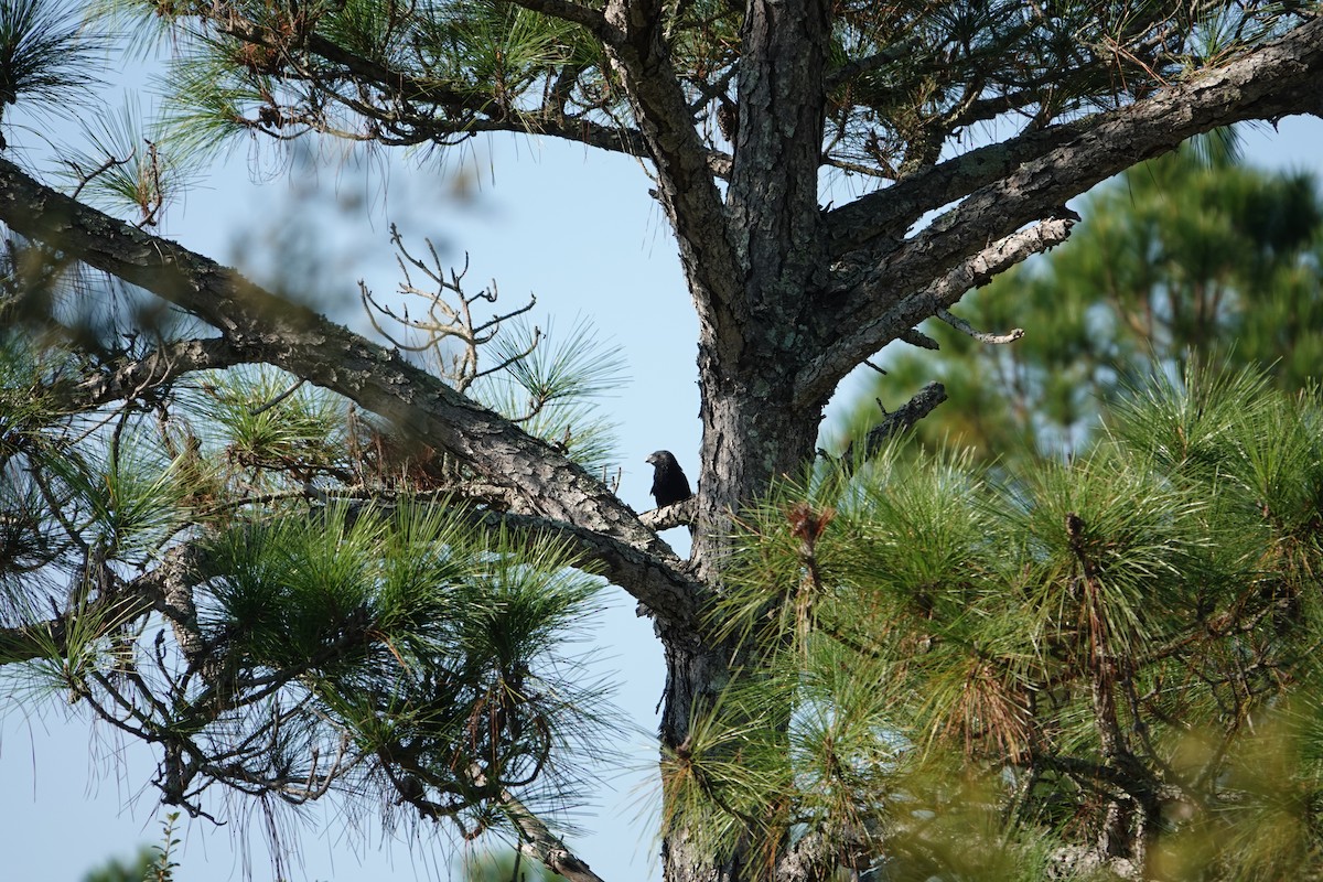 Groove-billed Ani - ML642636433