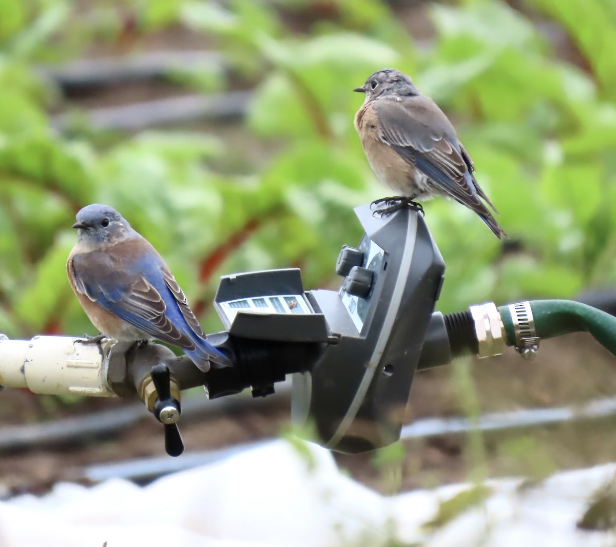 Western Bluebird - ML642636454