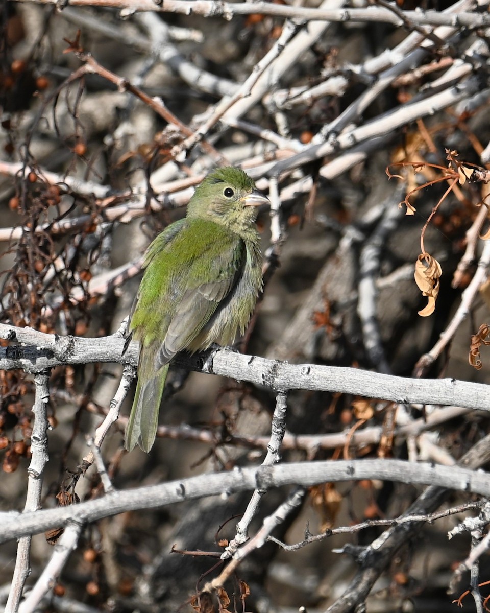 Painted Bunting - ML642636480