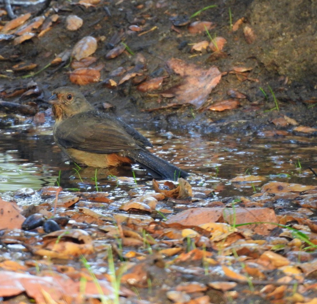 California Towhee - ML642636489