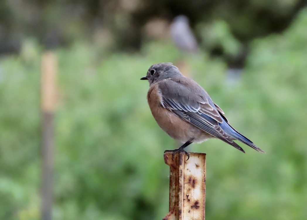 Western Bluebird - ML642636491