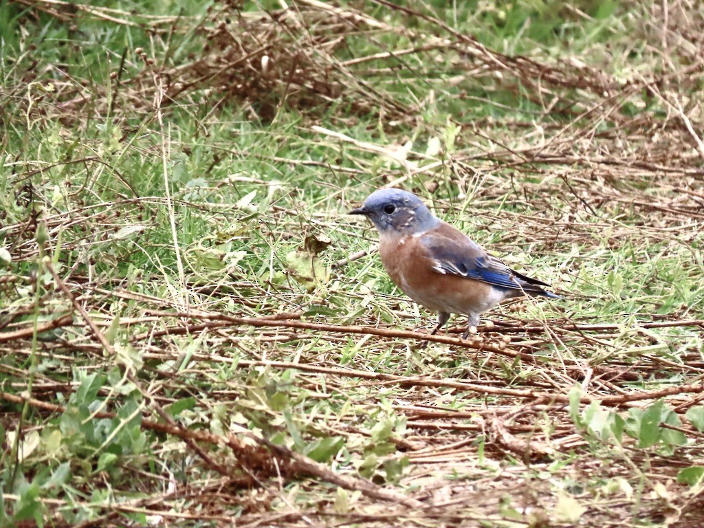 Western Bluebird - ML642636497